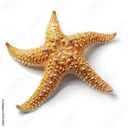 Starfish on White Background. Tropical Marine Life Isolated in Caribbean for Summer Holidays