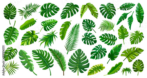 Palm leaf set. leaves from palms trees, monstera leafs summer botany decoration rainforest plant design tropical climate lush foliage green color exotic flora vector illustration