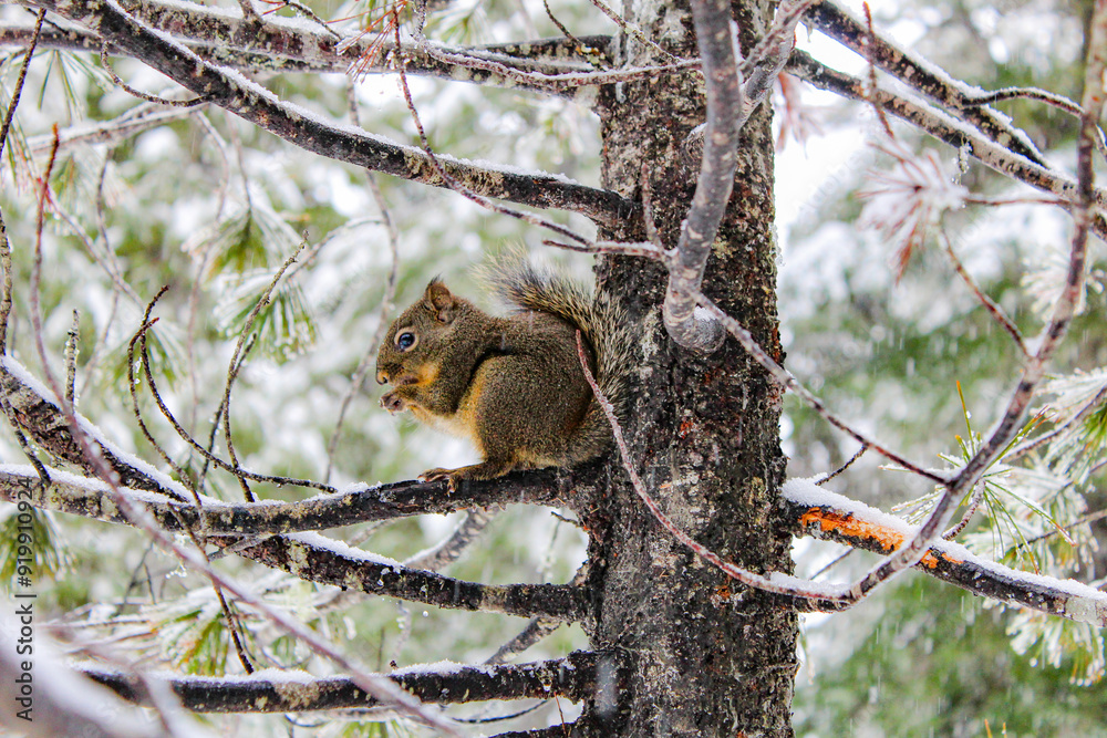 red squirrel eating on snowy evergreen tree in forest red squirrel eating on snowy evergreen tree in forest