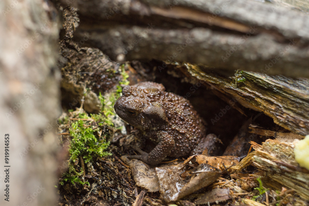 Fototapeta premium toad (Bufo bufo)