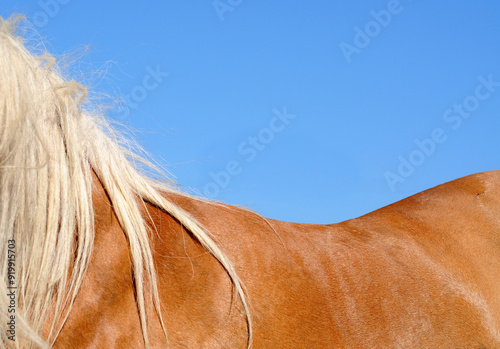 Shiny golden brown horse's back with light beige manes against bright blue sky. Nature background