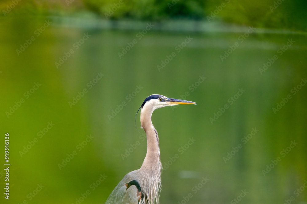 great blue heron great blue heron