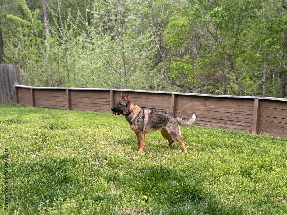 A German Shepherd stands alert in a green backyard surrounded by trees and a wooden fence during daylight A German Shepherd stands alert in a green backyard surrounded by trees and a wooden fence during daylight