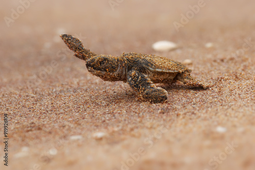 Green sea turtle Chelonia mydas also black (sea) turtle or Pacific green turtle, sea turtle in Cheloniidae. new born hatchling running to the sea, attack of predators photo