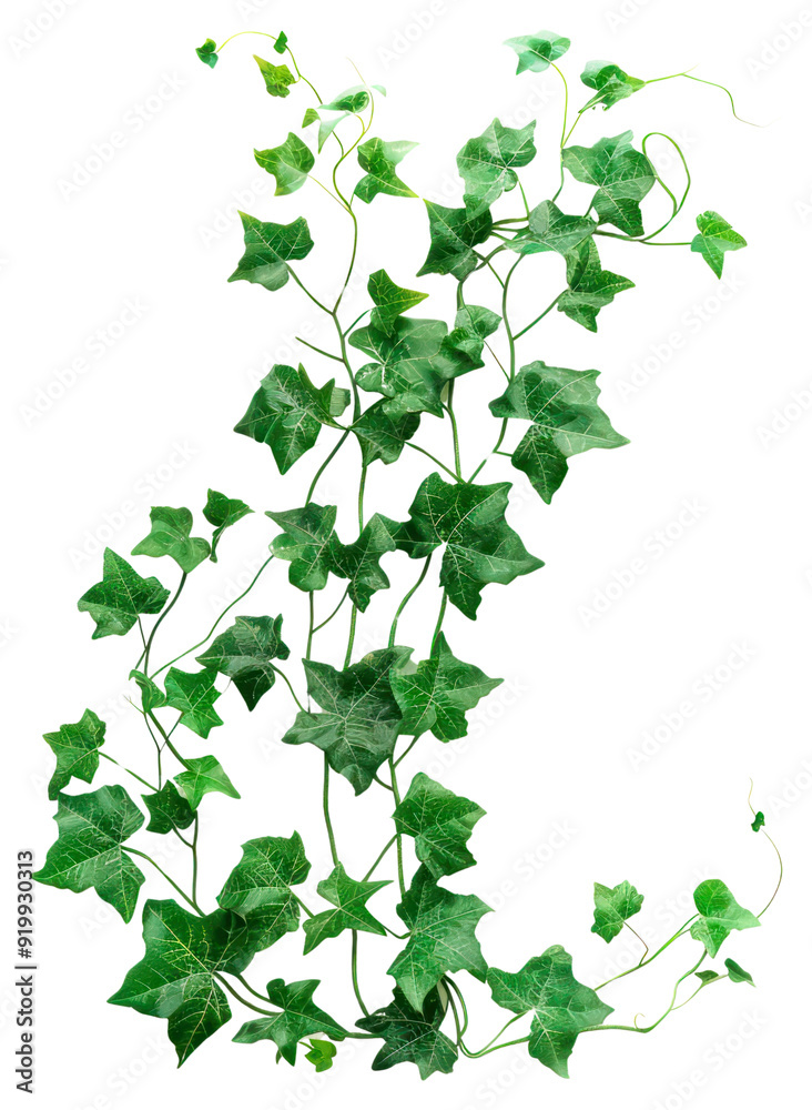 Lush green climbing ivy plant Lush green climbing ivy plant