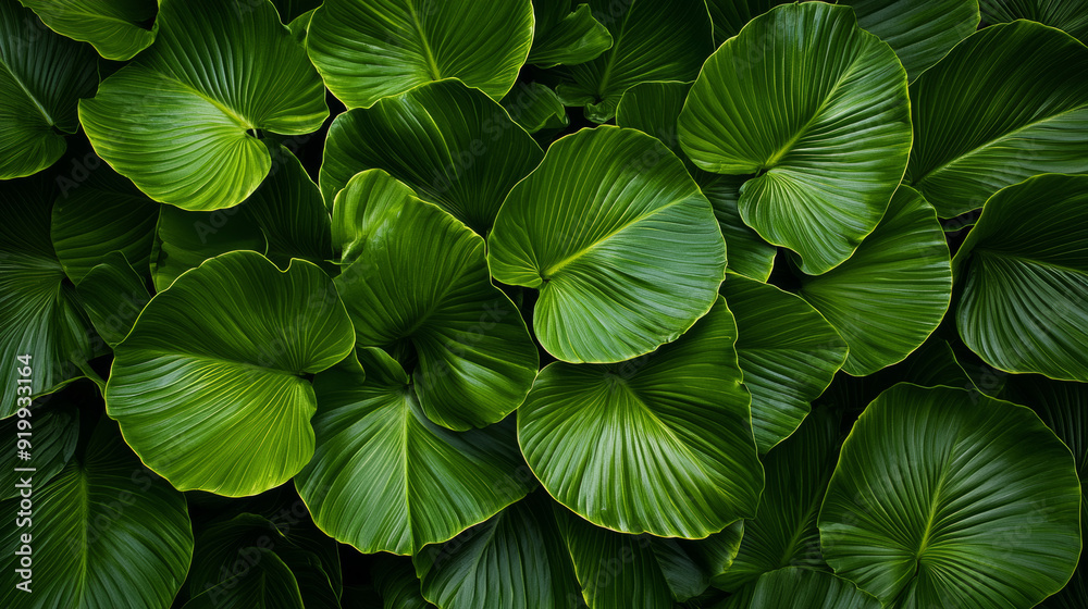 Deep green leaves create a natural background, perfect for a wallpaper or cover page with a tropical vibe.