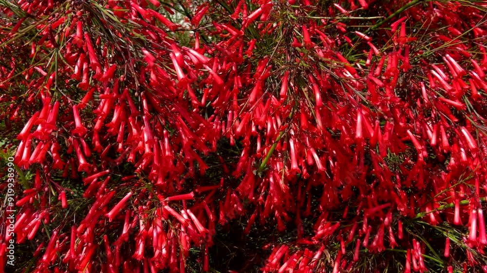 Russelia equisetiformis red tropical flowers also called Lagrimas de Cupidoin the garden of Tenerife,Canary Islands,Spain,4k Russelia equisetiformis red tropical flowers also called Lagrimas de Cupidoin the garden of Tenerife,Canary Islands,Spain,4k
