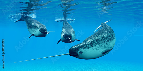 Foto Narwhal Male Whales - Narwhal whales live in social groups called pods and live in the Arctic ocean and males have a tusk
