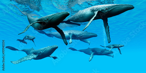 Underwater Humpback Whales - A pod of Humpback whales swim together on their annual migration to northern waters. photo