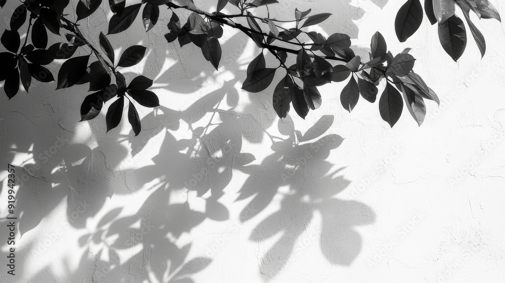 Natural leaves tree branch shadow on white wall background, black and white nature art pattern Natural leaves tree branch shadow on white wall background, black and white nature art pattern