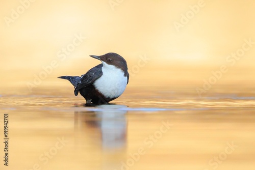 Northern white-throated dipper, cinclus cinclus cinclus, foraging in water photo