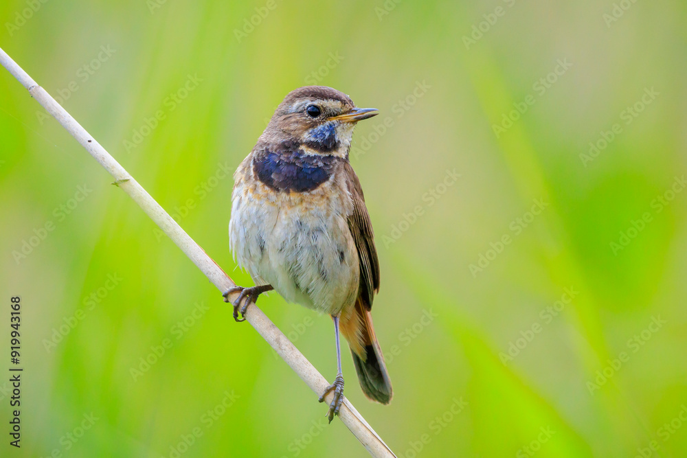 Fototapeta premium Closeup of a blue-throat bird Luscinia svecica cyanecula singing