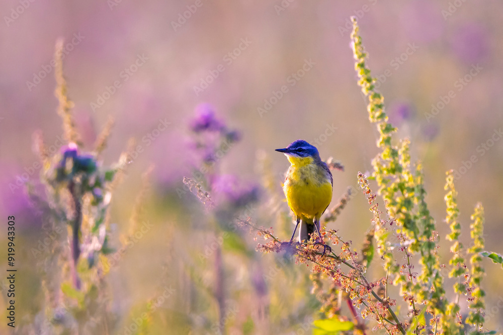 Closeup of a male western yellow wagtail bird Motacilla flava singing Closeup of a male western yellow wagtail bird Motacilla flava singing