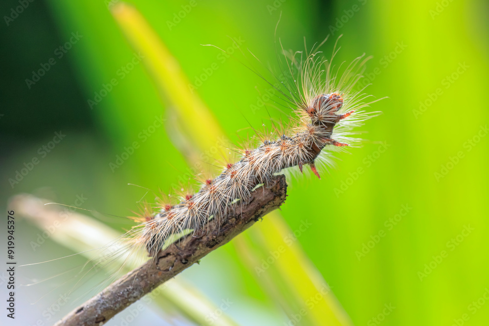 Gypsy moth or spongy moth , Lymantria dispar, caterpillar crawling and climbing. Gypsy moth or spongy moth , Lymantria dispar, caterpillar crawling and climbing.