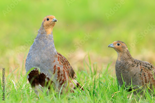 Grey partridge Perdix perdix, foraging photo