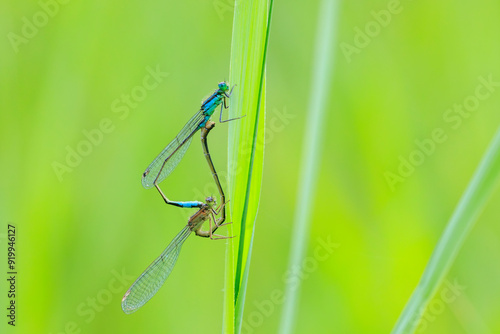 Closeup of two common bluetail Ischnura elegans damselflies mating wheel or heart photo