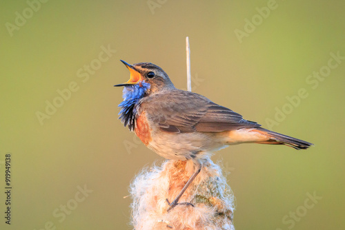 Closeup of a blue-throat male bird Luscinia svecica cyanecula singing photo