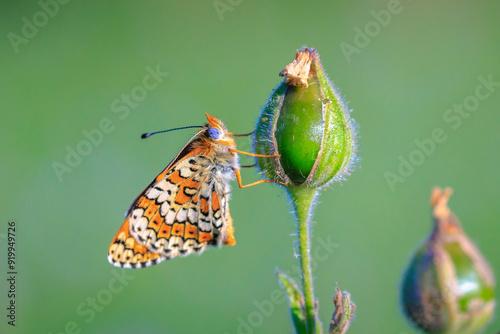 Glanville fritillary, melitaea cinxia, butterfly mating in a meadow photo