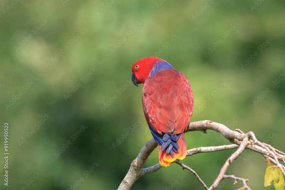 Closeup of a Moluccan eclectus, Eclectus roratus, parrot bird Closeup of a Moluccan eclectus, Eclectus roratus, parrot bird