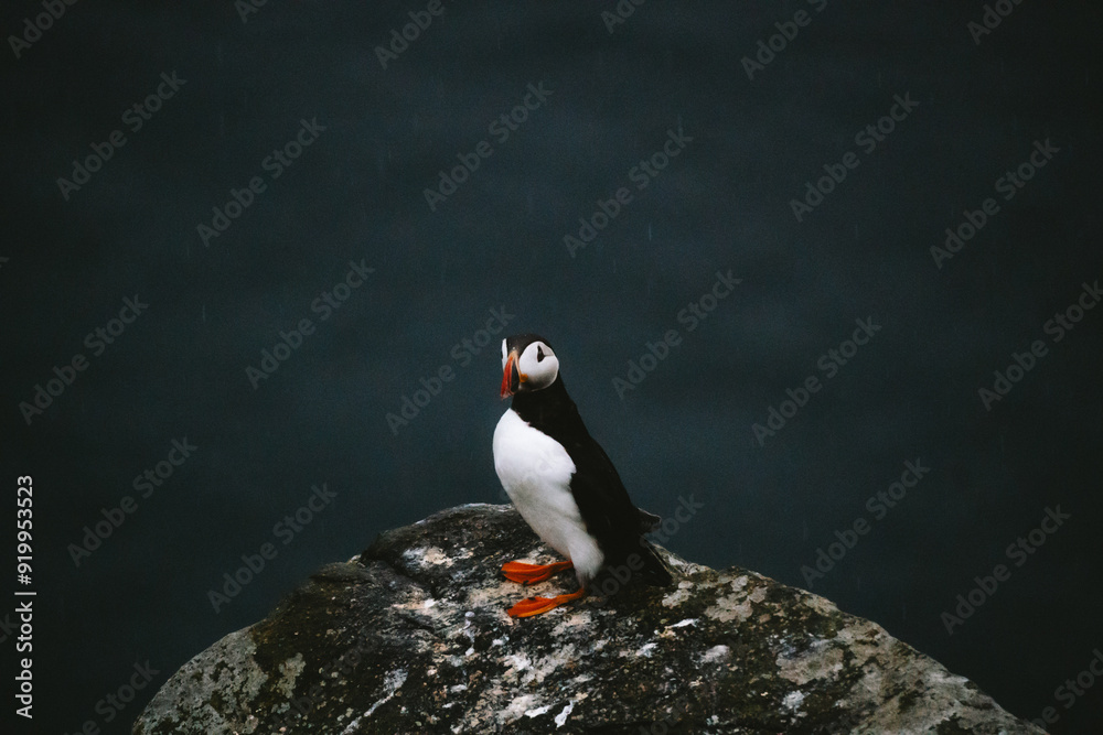 Fototapeta premium Puffins in Runde Norway 