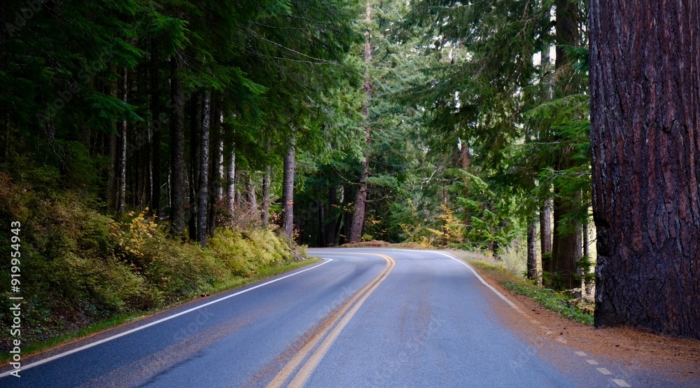 Fototapeta premium Road through the forest in Mt. Rainier National Park - Washington, USA