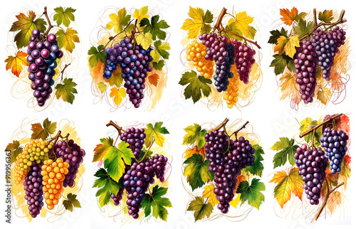 Illustration of grape isolated on white background. Set of watercolor illustrations