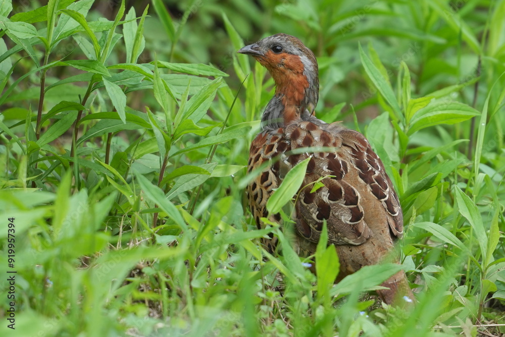 chinese partridge in a forest chinese partridge in a forest