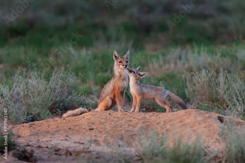Female of Corsac fox (Vulpes corsac) with juvenile  sitting near a den at sunset in the natural desert habitats