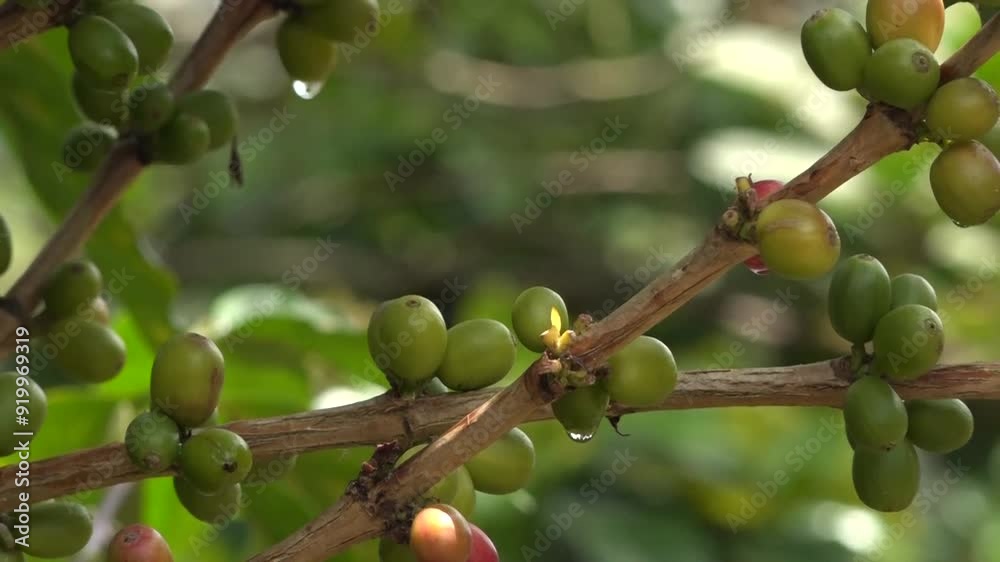 Café Valle del Cauca Colombia, semilla, planta, cultivos Café Valle del Cauca Colombia, semilla, planta, cultivos
