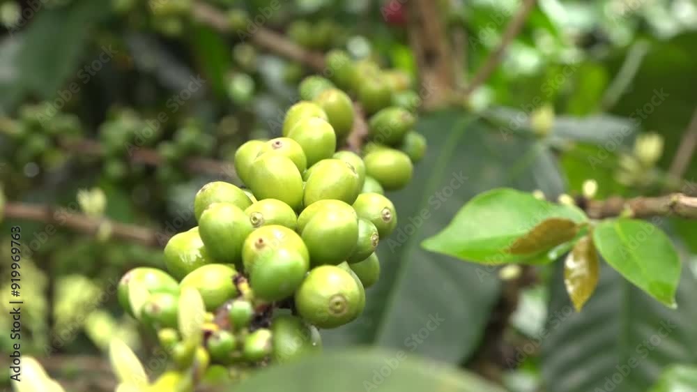Café Valle del Cauca Colombia, semilla, planta, cultivos Café Valle del Cauca Colombia, semilla, planta, cultivos
