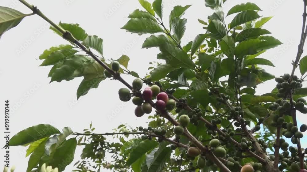 Café Valle del Cauca Colombia, semilla, planta, cultivos Café Valle del Cauca Colombia, semilla, planta, cultivos