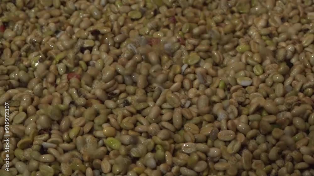 Café Valle del Cauca Colombia, semilla, planta, cultivos Café Valle del Cauca Colombia, semilla, planta, cultivos