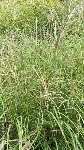 Closeup of golden Chinese silver grass waving on a summer day natural background