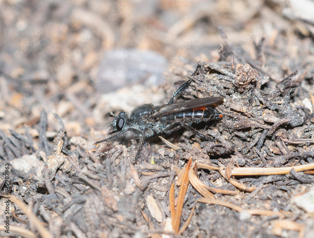 A Bee-mimic Robber fly Genus Laphria in Colorado natural habitat A Bee-mimic Robber fly Genus Laphria in Colorado natural habitat
