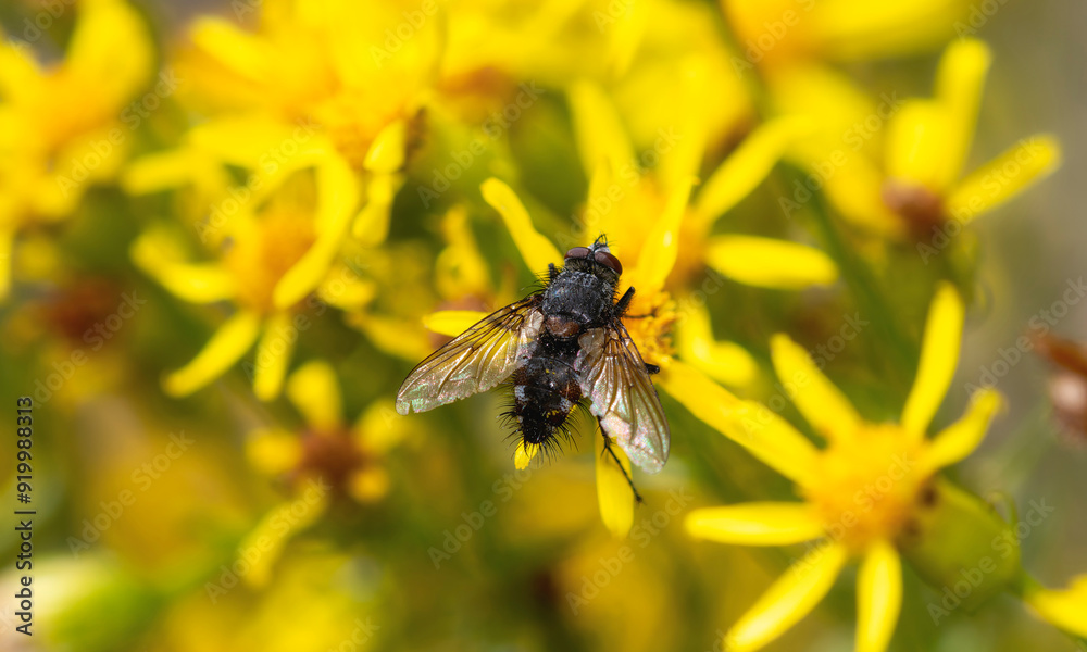 Tachinid fly Genus Ptilodexia perched on yellow flowers in Colorado during summer Tachinid fly Genus Ptilodexia perched on yellow flowers in Colorado during summer