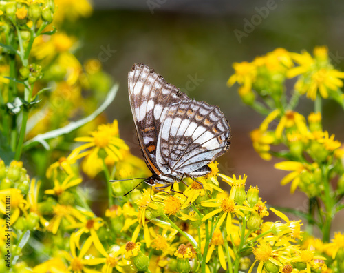 Weidemeyer's Admiral Limenitis weidemeyerii butterfly on yellow wildflowers in Colorado during summer photo