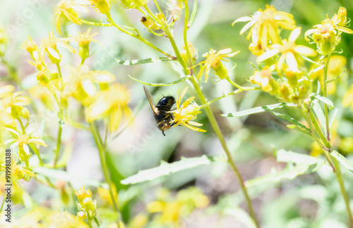 A tachinid Tachinini fly feeding on yellow wildflowers in Colorado's natural landscape photo