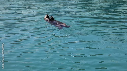 A sea otter plays in a harbor.