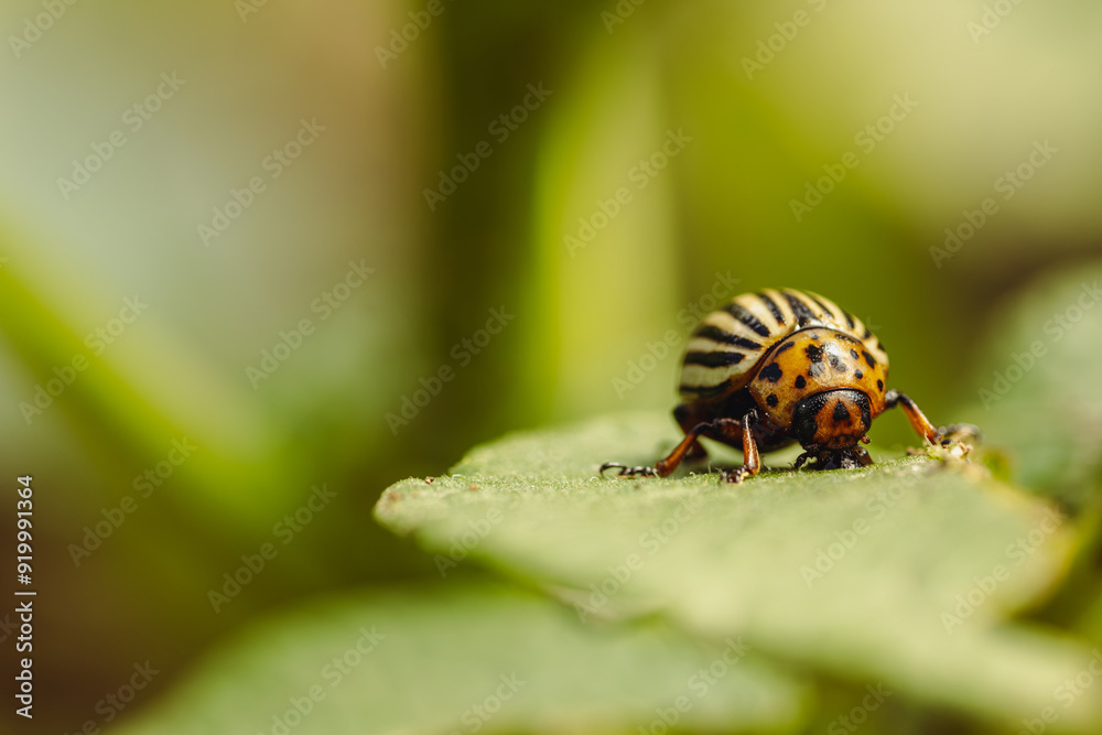 Colorado Potato Beetle on a Green Leaf Colorado Potato Beetle on a Green Leaf