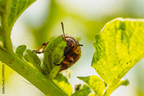 Colorado Potato Beetle on a Green Leaf photo