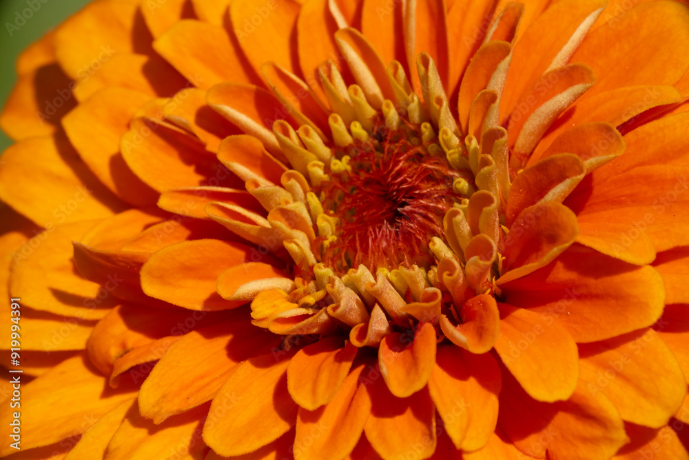 Close up of orange zinnia flower Close up of orange zinnia flower