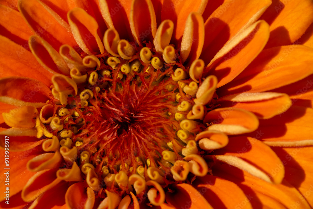 Close up of orange zinnia flower Close up of orange zinnia flower
