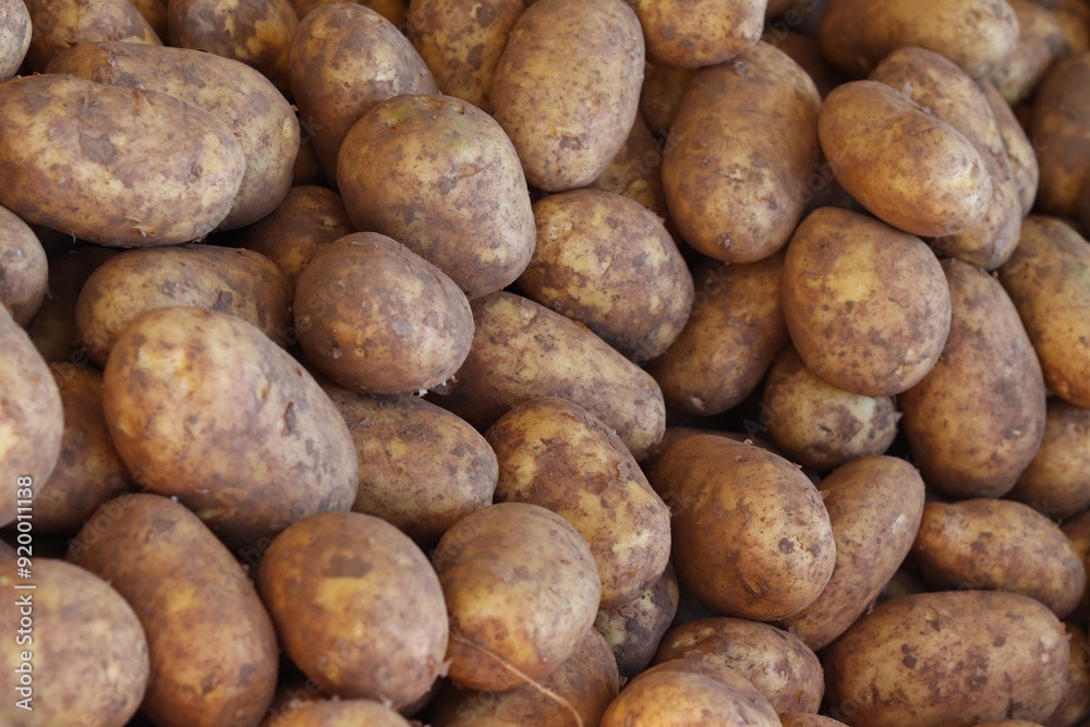 pile of new unwashed potatoes with central focus on several of them. concepts: organic farming and sustainable agriculture, grocery store promotional content, crop harvesting, staple foods pile of new unwashed potatoes with central focus on several of them. concepts: organic farming and sustainable agriculture, grocery store promotional content, crop harvesting, staple foods