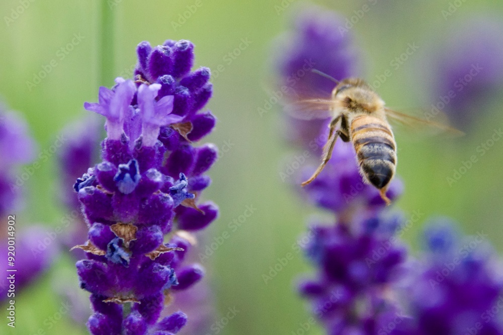 Close-up of a honeybee gathering nectar from a vibrant purple lavender flower, set against a blurred background of lavender blooms. Close-up of a honeybee gathering nectar from a vibrant purple lavender flower, set against a blurred background of lavender blooms.
