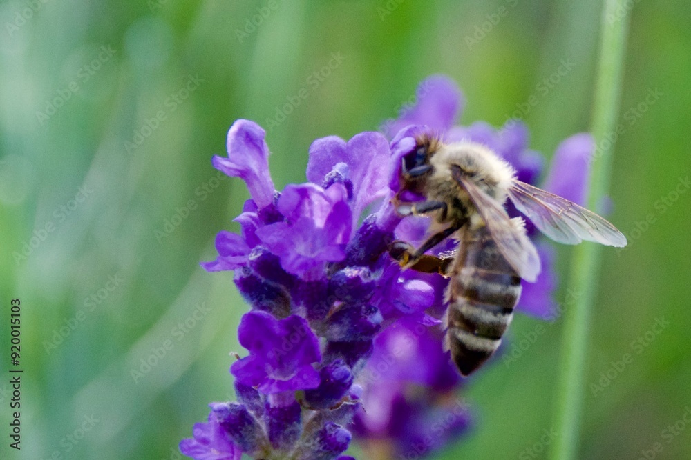 Close-up of a honeybee gathering nectar from a vibrant purple lavender flower, set against a blurred background of lavender blooms. Close-up of a honeybee gathering nectar from a vibrant purple lavender flower, set against a blurred background of lavender blooms.