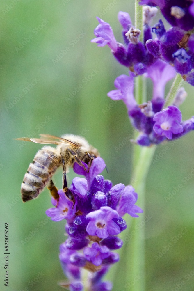 Close-up of a honeybee gathering nectar from a vibrant purple lavender flower, set against a blurred background of lavender blooms. Close-up of a honeybee gathering nectar from a vibrant purple lavender flower, set against a blurred background of lavender blooms.