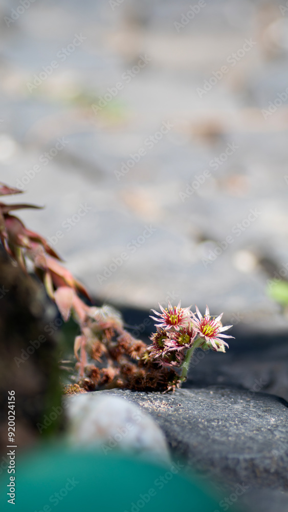 Jovibarba hauswurzen dickblattgewächse staude steingarten steinrosen rötlich grün purpur rosette sukkulente sempervivum Jovibarba hauswurzen dickblattgewächse staude steingarten steinrosen rötlich grün purpur rosette sukkulente sempervivum