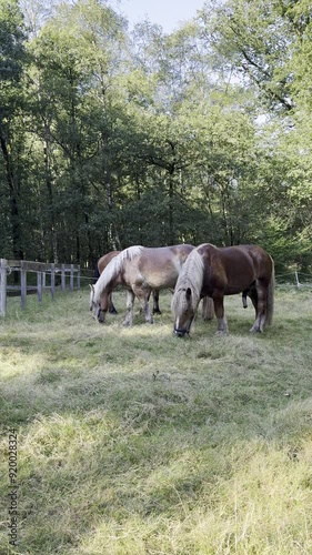 paarden in de Nederlandse provincie Gelderland photo