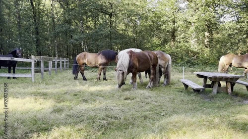 paarden in de Nederlandse provincie Gelderland photo