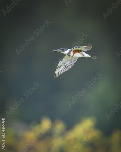 Kingfisher in flight